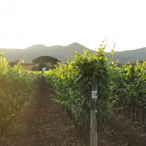 Terre del Marchesato, Bolgheri and the terroir 